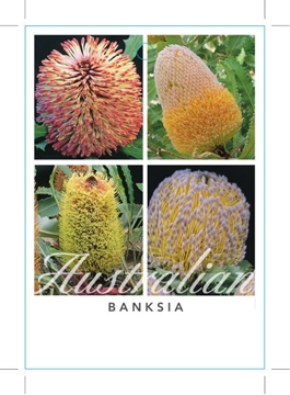 Picture of BANKSIA MIXED PICTURE (UNNAMED VARIETY)                                                                                                               