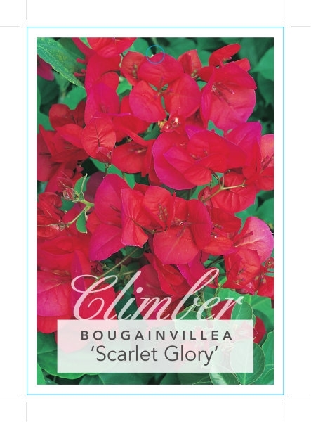 Picture of BOUGAINVILLEA SCARLET GLORY                                                                                                                           
