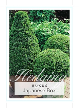 Picture of BUXUS MICROPHYLLA VAR JAPONICA JAPANESE BOX                                                                                                           