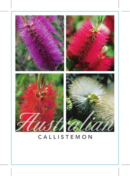 Picture of CALLISTEMON - MIXED PICTURE (UNNAMED VARIETY)                                                                                                         