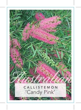 Picture of CALLISTEMON CANDY PINK                                                                                                                                