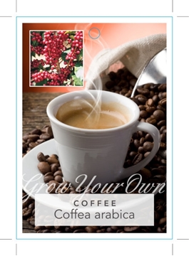 Picture of COFFEA ARABICA COFFEE PLANT                                                                                                                           