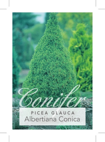 Picture of CONIFER PICEA GLAUCA ALBERTIANA CONICA                                                                                                                