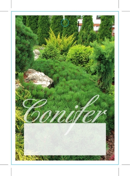 Picture of CONIFER - MIXED PICTURE (UNNAMED VARIETY)                                                                                                             