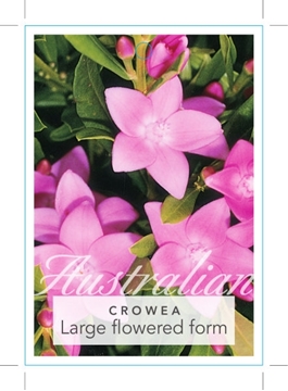 Picture of CROWEA SALIGNA LARGE FLOWERED FORM                                                                                                                    