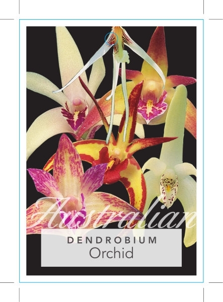 Picture of **HOUSEPLANT DENDROBIUM ORCHID AUSTRALIAN NATIVE                                                                                                      