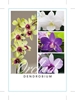 Picture of **HOUSEPLANT DENDROBIUM ORCHID                                                                                                                        
