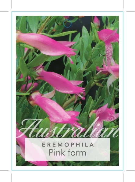 Picture of EREMOPHILA MACULATA PINK FORM                                                                                                                         