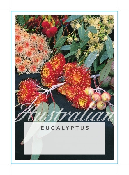 Picture of EUCALYPTUS - MIXED PICTURE (UNNAMED VARIETY)                                                                                                          