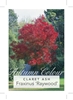 Picture of FRAXINUS RAYWOOD CLARET ASH                                                                                                                           