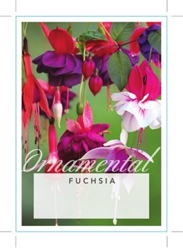 Picture of **FUCHSIA - MIXED PICTURE (UNNAMED VARIETY)                                                                                                           