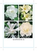 Picture of GARDENIA MIXED PICTURE (UNNAMED VARIETY)                                                                                                              