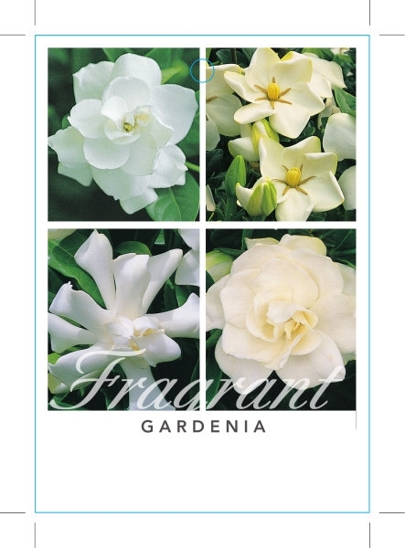 Picture of GARDENIA MIXED PICTURE (UNNAMED VARIETY)                                                                                                              