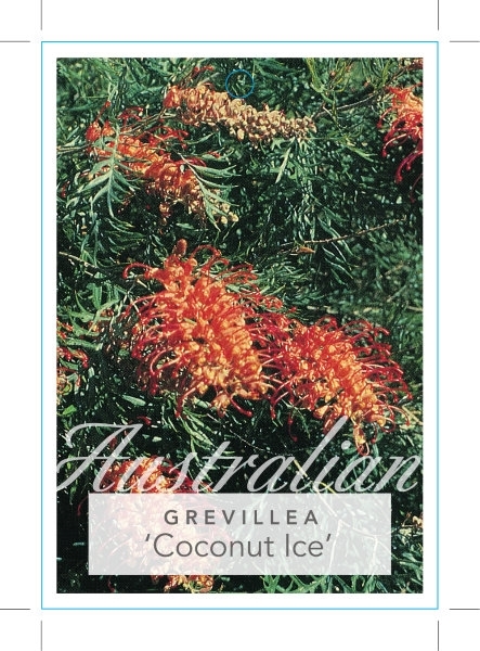 Picture of GREVILLEA COCONUT ICE                                                                                                                                 