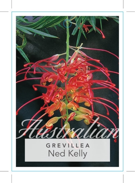 Picture of GREVILLEA NED KELLY (Syn Masons Hybrid)                                                                                                               