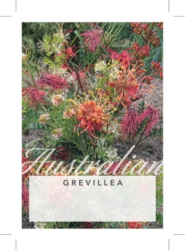 Picture of GREVILLEA (UNNAMED VARIETY)                                                                                                                           