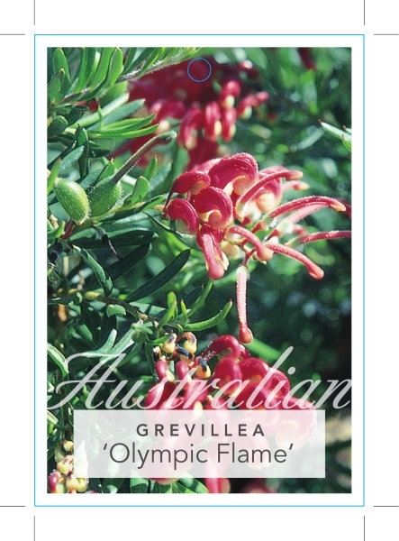 Picture of GREVILLEA OLYMPIC FLAME                                                                                                                               