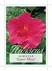Picture of HIBISCUS GWEN MARY                                                                                                                                    