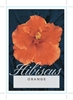 Picture of HIBISCUS SINGLE ORANGE (UNNAMED VARIETY)                                                                                                              