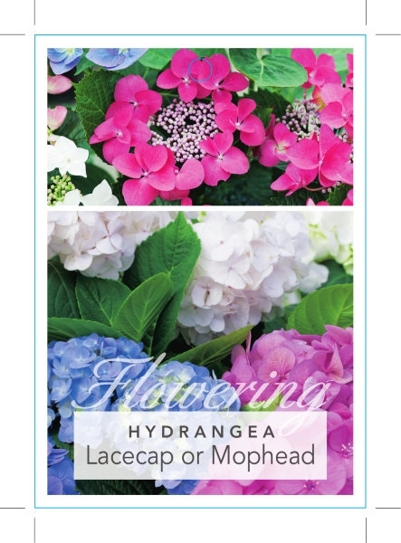 Picture of HYDRANGEA MACROPHYLLA LACECAP OR MOPHEAD - MIXED PICTURE                                                                                              