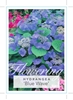 Picture of HYDRANGEA MACROPHYLLA BLUE WAVE                                                                                                                       