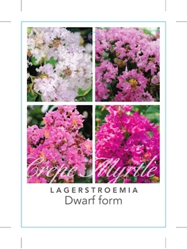 Picture of LAGERSTROEMIA INDICA DWARF FORM CREPE MYRTLE                                                                                                          
