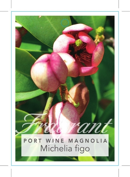 Picture of MICHELIA FIGO PORT WINE MAGNOLIA                                                                                                                      