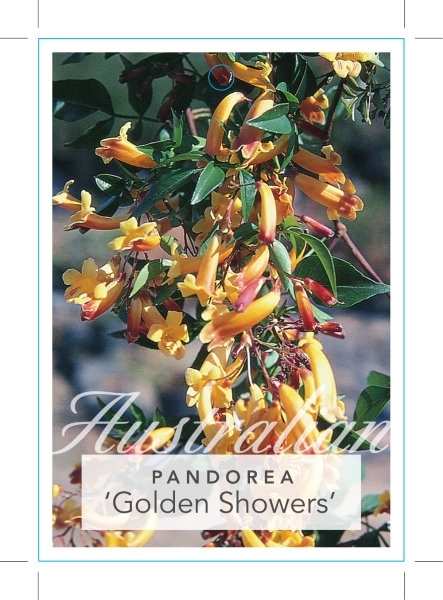 Picture of PANDOREA PANDORANA GOLDEN SHOWERS                                                                                                                     