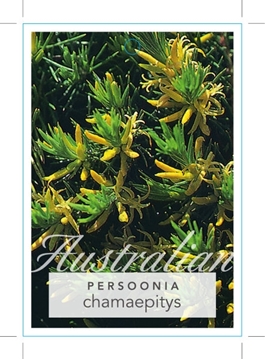 Picture of PERSOONIA CHAMAEPITYS                                                                                                                                 