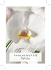 Picture of **HOUSEPLANT PHALAENOPSIS ORCHID WHITE                                                                                                                