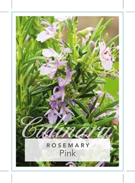 Picture of ROSMARINUS OFFICINALIS PINK ROSEMARY                                                                                                                  