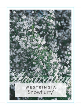 Picture of WESTRINGIA LONGIFOLIA SNOWFLURRY                                                                                                                      