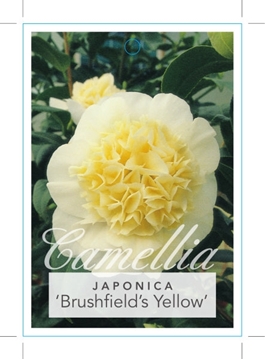 Picture of **CAMELLIA BRUSHFIELDS YELLOW                                                                                                                         