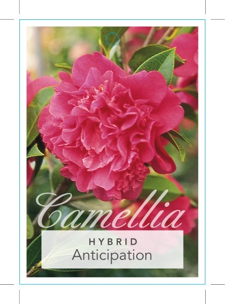Picture of CAMELLIA ANTICIPATION                                                                                                                                 