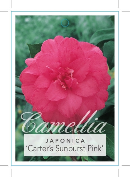 Picture of CAMELLIA CARTERS SUNBURST PINK                                                                                                                        
