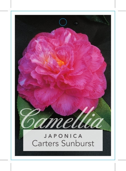 Picture of CAMELLIA CARTERS SUNBURST                                                                                                                             