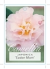 Picture of CAMELLIA EASTER MORN                                                                                                                                  