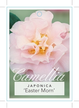 Picture of **CAMELLIA EASTER MORN                                                                                                                                
