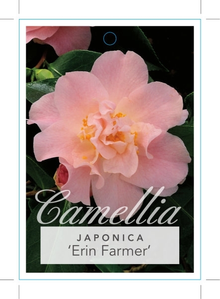 Picture of CAMELLIA ERIN FARMER                                                                                                                                  