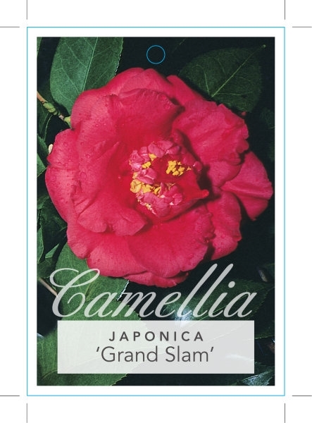 Picture of CAMELLIA GRAND SLAM                                                                                                                                   