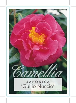 Picture of **CAMELLIA GUILIO NUCCIO                                                                                                                              
