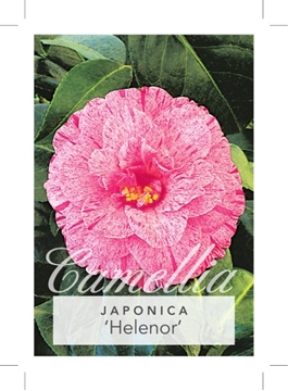 Picture of **CAMELLIA HELENOR                                                                                                                                    