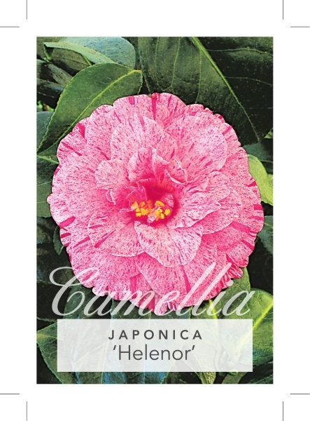 Picture of CAMELLIA HELENOR                                                                                                                                      