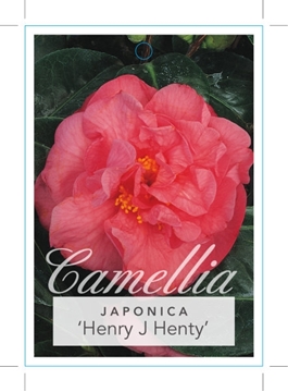 Picture of **CAMELLIA HENRY J HENTY                                                                                                                              