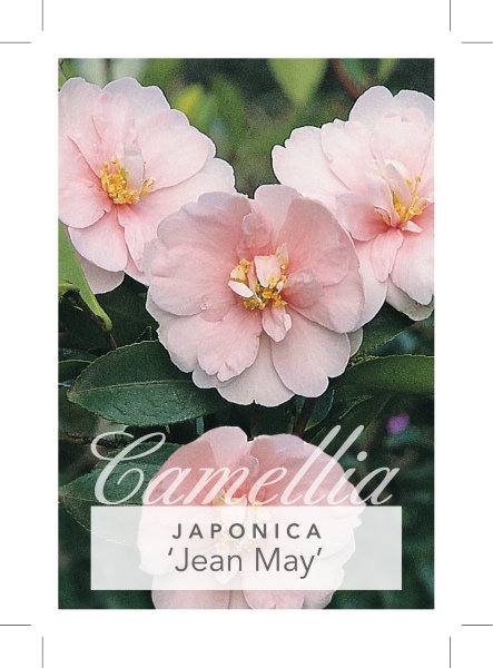 Picture of CAMELLIA JEAN MAY                                                                                                                                     