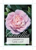 Picture of CAMELLIA LADY LOCH                                                                                                                                    