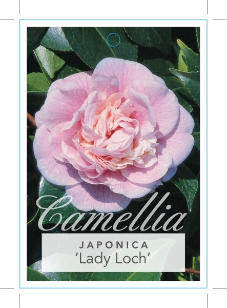 Picture of CAMELLIA LADY LOCH                                                                                                                                    
