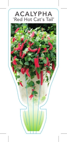 Picture of ACALYPHA HISPIDA RED HOT CATS TAIL                                                                                                                    