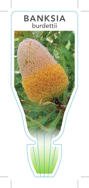 Picture of BANKSIA BURDETTII                                                                                                                                     