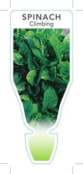 Picture of VEGETABLE SPINACH CLIMBING (Basella rubra)                                                                                                            